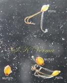  Pistils and Nutlets
